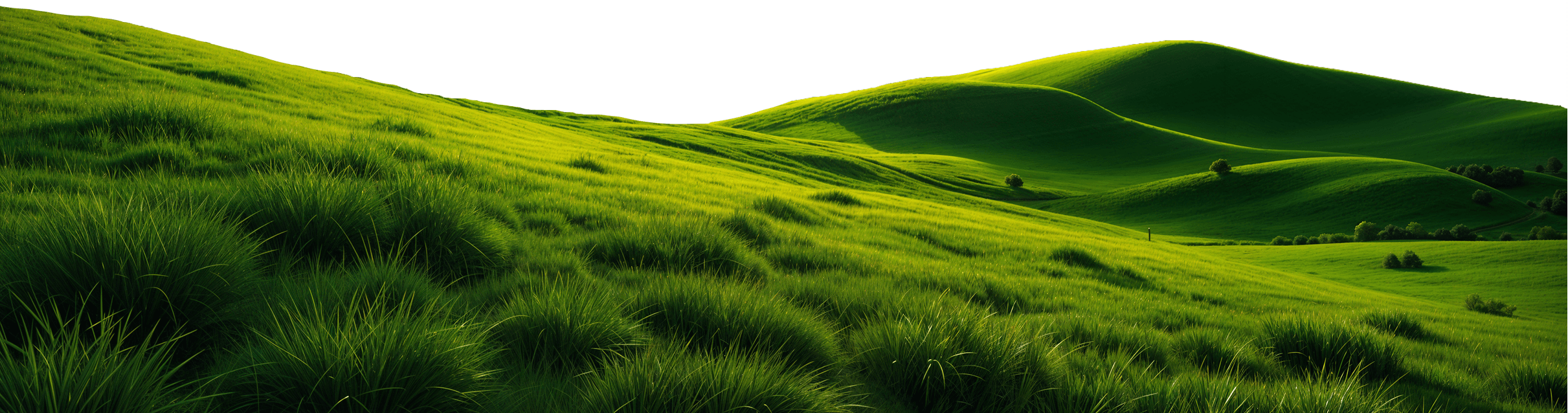 Dolci colline verdi ricoperte di erba rigogliosa sotto una luce solare intensa.